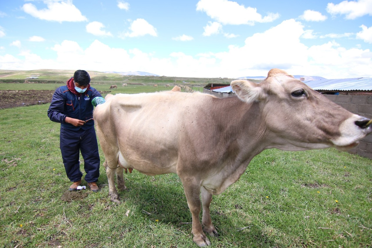 Compañía Minera Antapaccay potencia actividades agrícolas y ganaderas