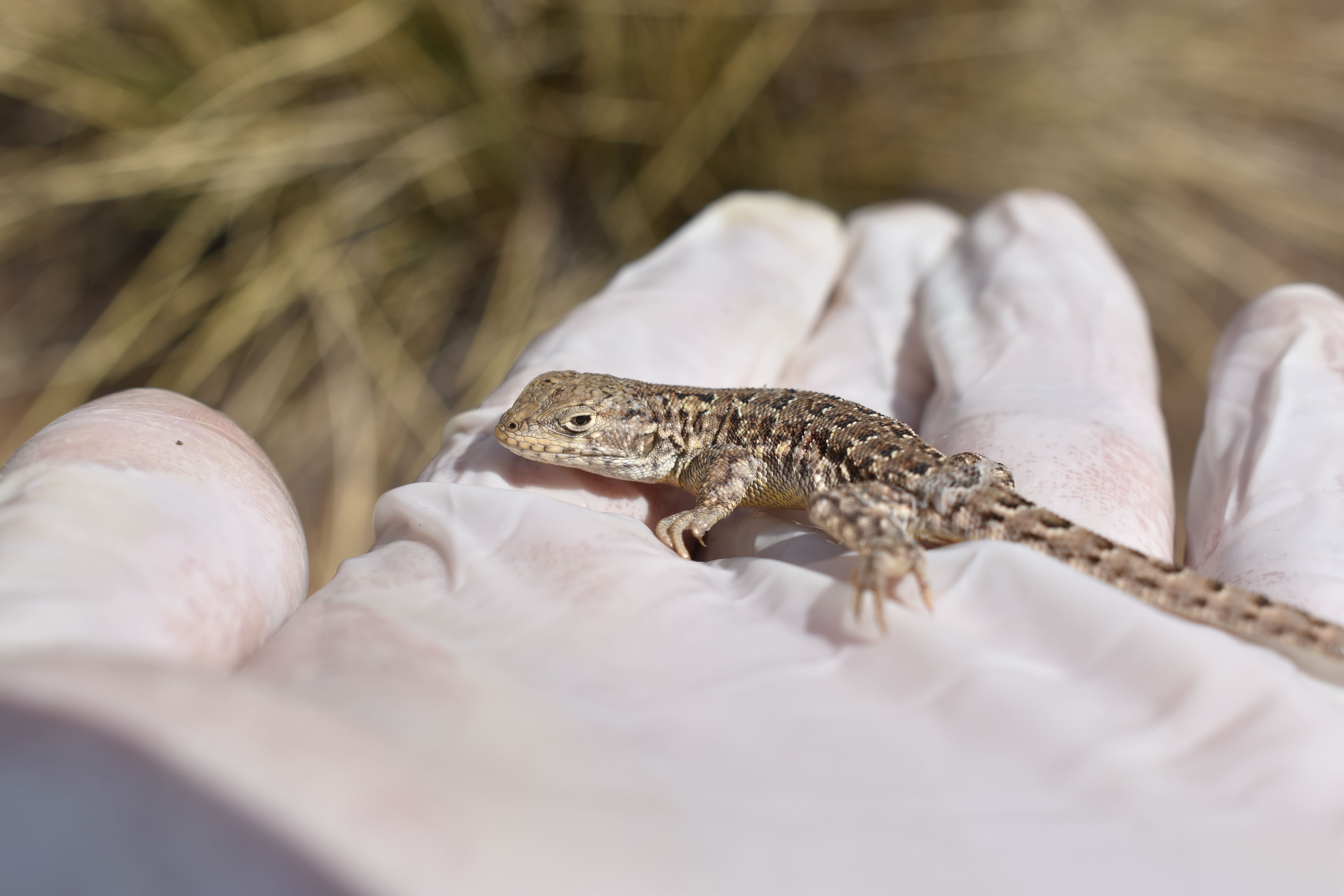 Antapaccay registró más de 4 mil especies de flora y fauna en Espinar