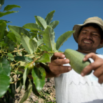 Agricultura y minería