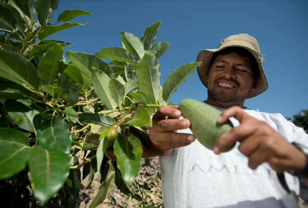 Agricultura y minería