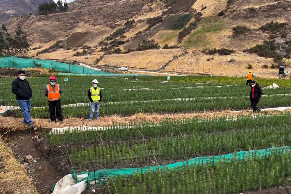 Plan de forestación en Santa Cruz de Pichiu busca crear nueva área forestal