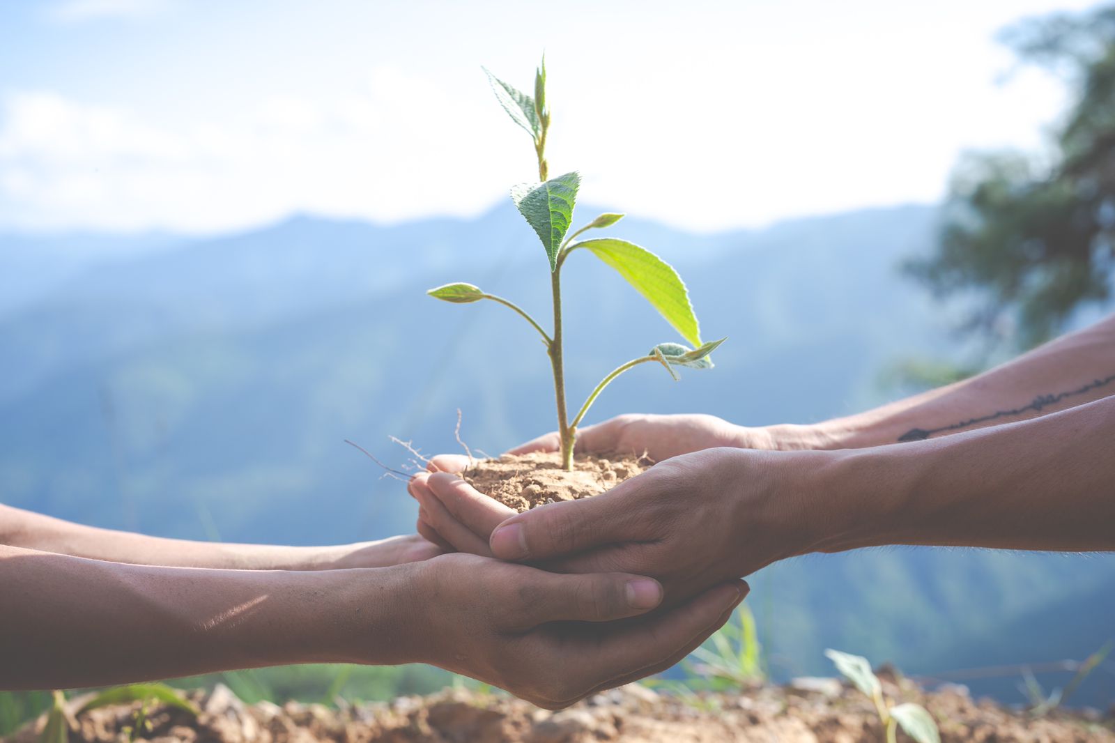 Día Mundial de la Ecología