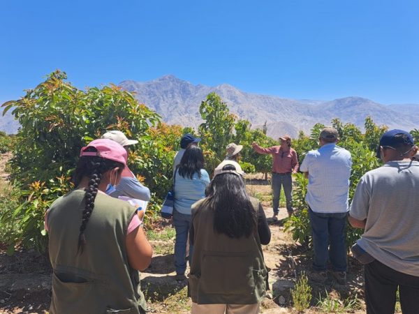 Capacitaron a productores de palta y cítricos en el valle de Majes