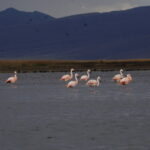 Electroperú se compromete con la preservación de la fauna del lago Chinchaycocha con una inversión de más de un millón de soles