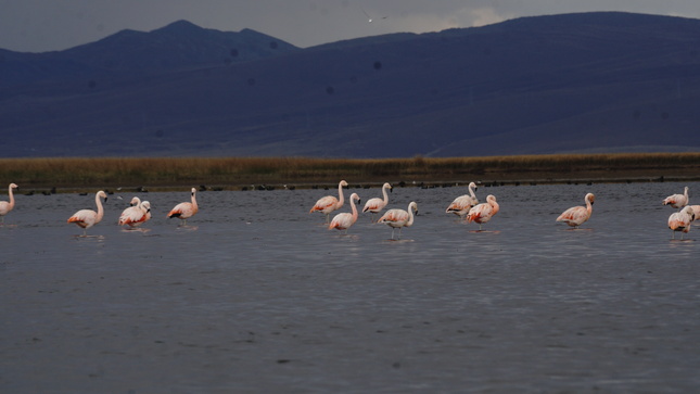 Electroperú se compromete con la preservación de la fauna del lago Chinchaycocha con una inversión de más de un millón de soles