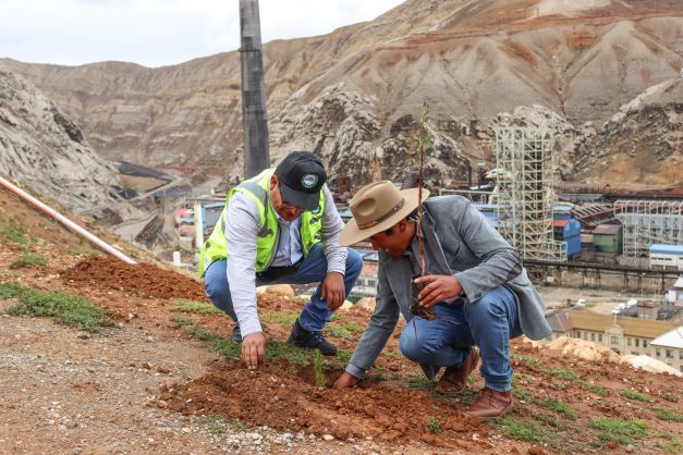 La Oroya AMSAC sumó esfuerzos en reforestación de más de 500 quenuales y pinos