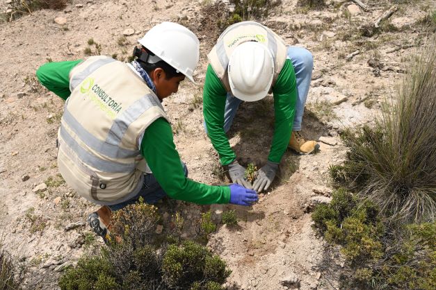 Anglo American forestó las primeras 10 hectáreas del bosque de queñuas en Quellaveco