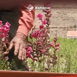 Productores de orégano en Lluta mejoran prácticas de cultivo de manera sostenida