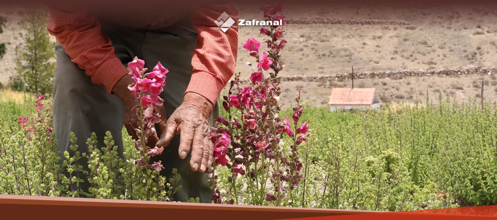 Productores de orégano en Lluta mejoran prácticas de cultivo de manera sostenida