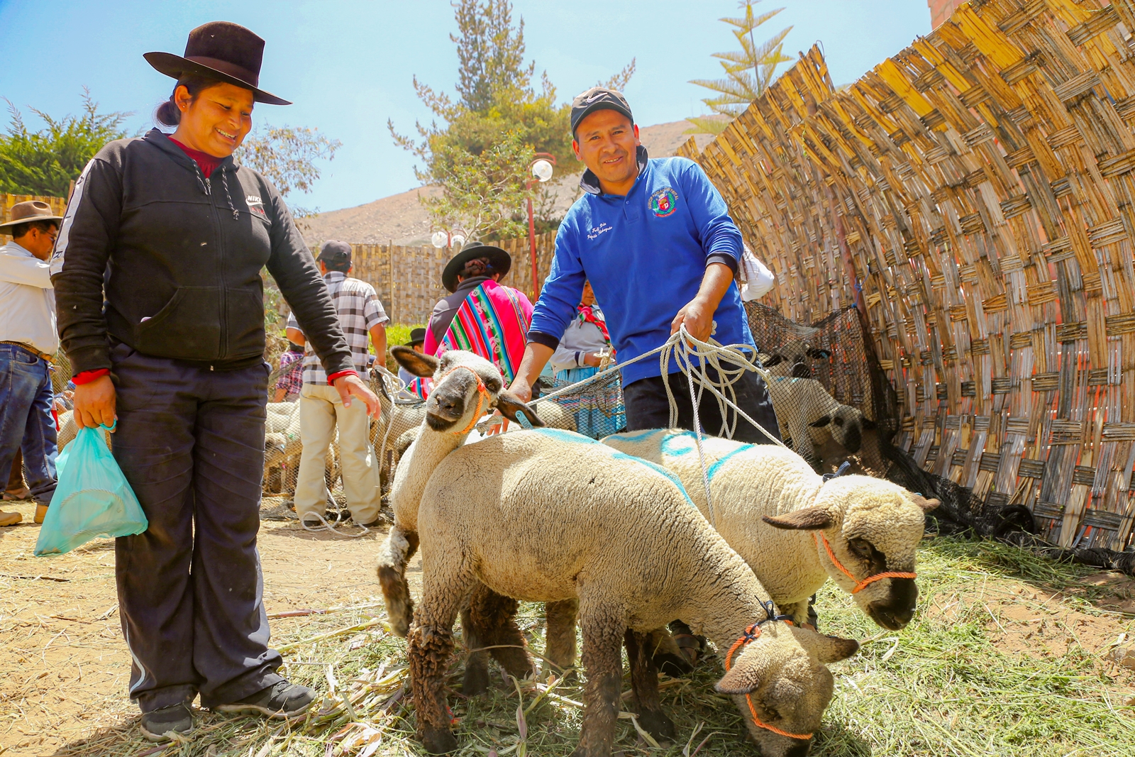 Southern Perú impulsa cadena productiva de ovino Hampshire Down en Ilabaya