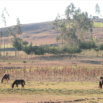 Cajamarca