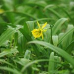 La flor de Amancay